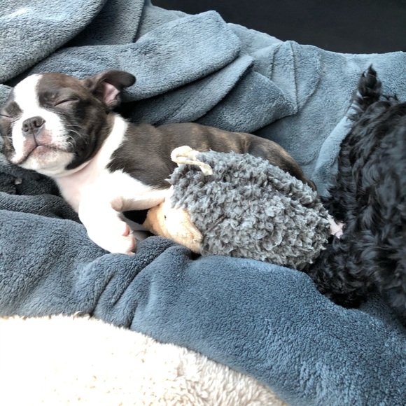 Meet your Posher, Tabitha - Picture 1 of 1